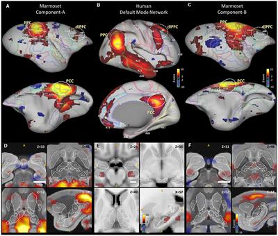 A reappraisal of the default mode and frontoparietal networks in the common marmoset brain